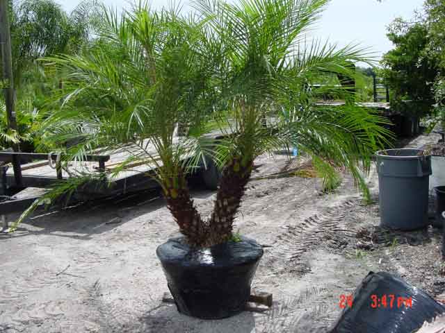 Phoenix Palm
